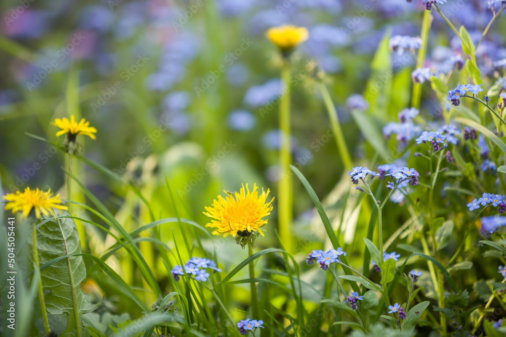 Yellow dandelion flowers blooming on summer meadow in green sunny garden Yellow dandelion flowers blooming on summer meadow in green sunny garden