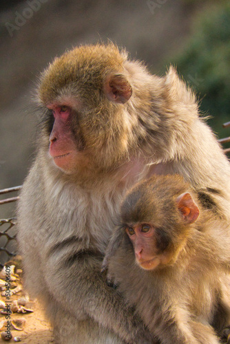 Mom and Baby Macaque