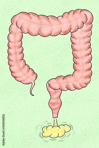Large intestine illustration photo