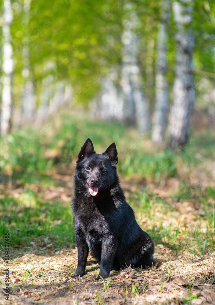 Schipperke dog sitting on a path in the forest in summer and looking at the camera Schipperke dog sitting on a path in the forest in summer and looking at the camera