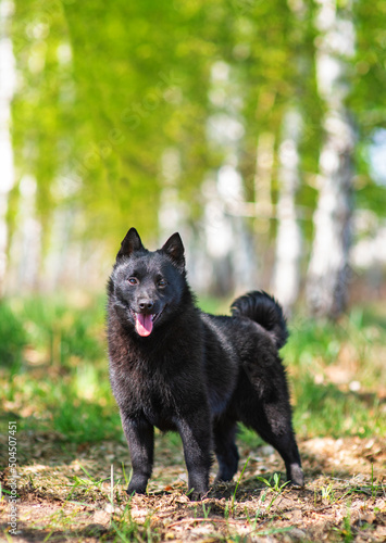 Schipperke dog standing on a path in the forest in summer and looking at the camera