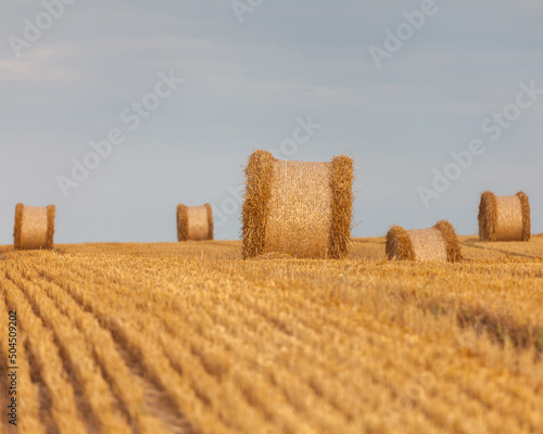 Fototapeta Naklejka Na Ścianę i Meble -  View of the Masurian fields.