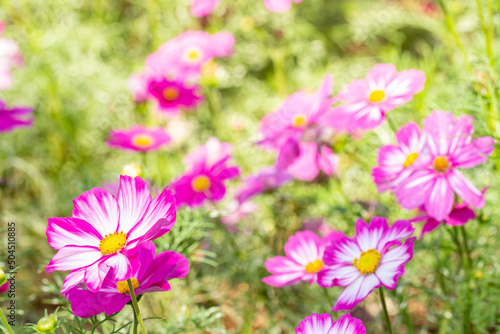 Abstract background flowers  pink cosmos.