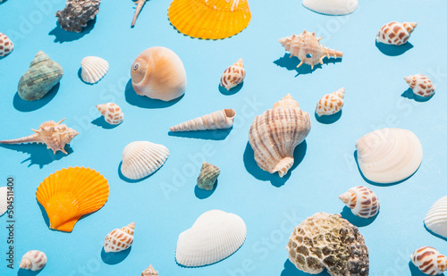 Collection of shells photo