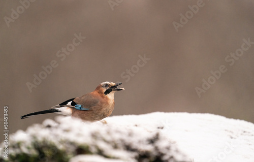 Wallpaper Mural Eurasian Jay Portrait   Torontodigital.ca
