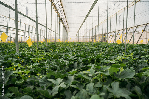 Watermelon plantation in modern hothouse in daytime photo