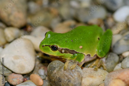 common tree frog, hyla arborea, male
