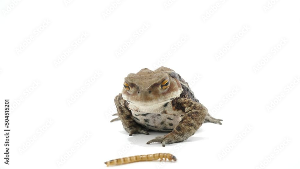 虫を捕まえて食べるヒキガエル 虫を捕まえて食べるヒキガエル