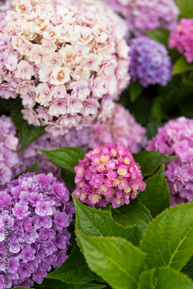 Hydrangea close up is pink bloom in New England in summer Hydrangea close up is pink bloom in New England in summer