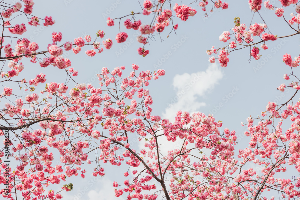 Cherry blossoms Cherry blossoms