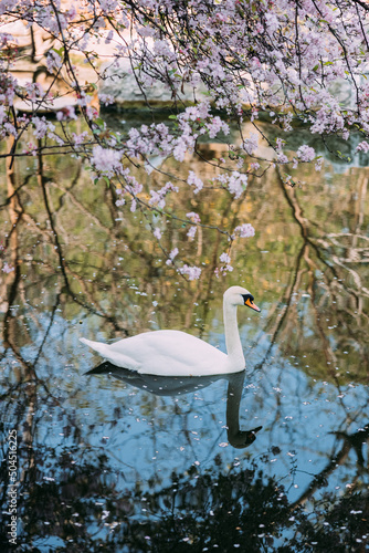 white swan photo