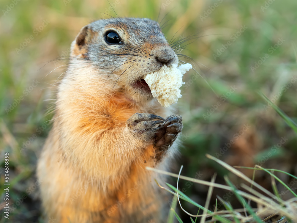 Fototapeta premium A gopher on the lawn holds a piece of baguette in its paws. Close-up.