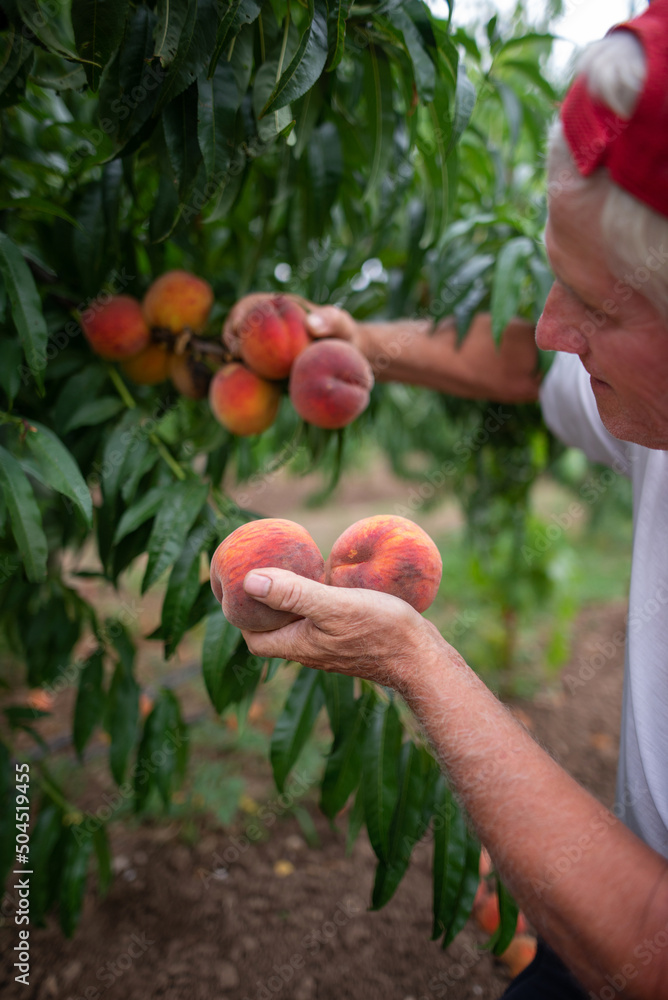 Crop Farmer Harvesting Peaches Crop Farmer Harvesting Peaches