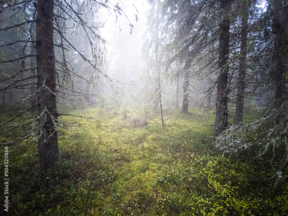 Atmospheric Forest Veiled In Mist Atmospheric Forest Veiled In Mist