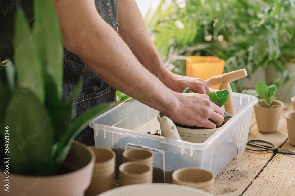 Anonymous Man Repotting Plants In Compostable Vase Anonymous Man Repotting Plants In Compostable Vase
