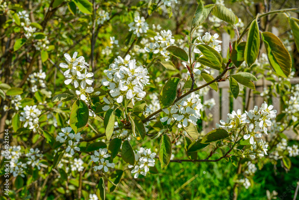 Amelanchier alnifolia var. semiintegrifolia shrub in flower, selective focus .
