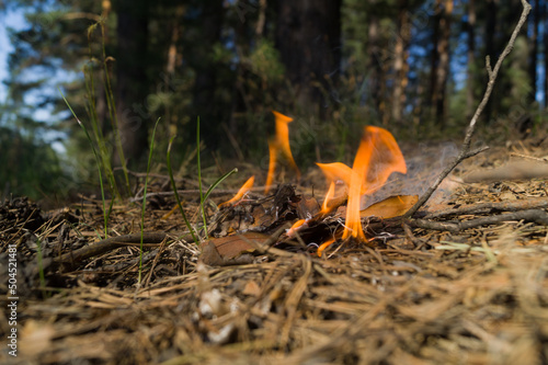 Photographie A fire broke out in the woods from an abandoned cigarette butt by a careless man