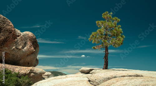 Solitary Pine tree high on Taft Point vista point in Yosemite National Park in Central California United States photo