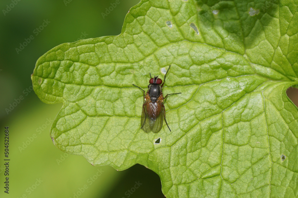Close up female fly Fannia lustrator of the family Fanniidae on a leaf in spring in a Dutch garden. Netherlands, May Close up female fly Fannia lustrator of the family Fanniidae on a leaf in spring in a Dutch garden. Netherlands, May