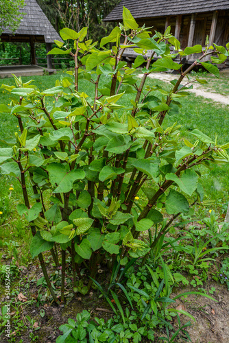 Polygonum sachalinense in spring. Green young plant in spring. photo