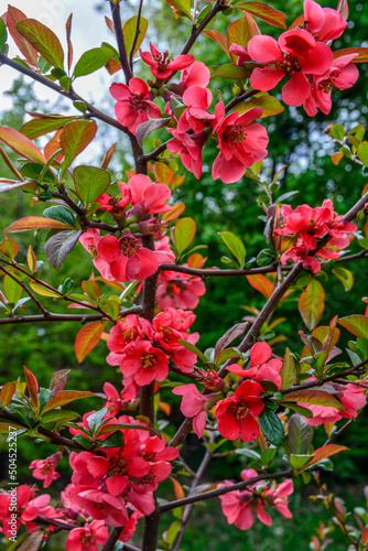 Beautiful spring Chaenomeles speciosa flowers - Japanese quince