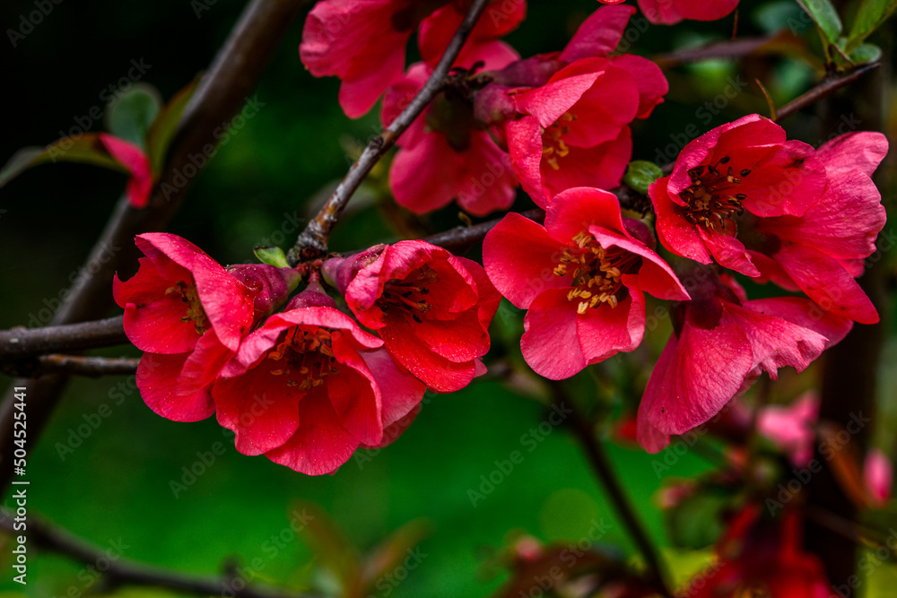 Beautiful spring Chaenomeles speciosa flowers - Japanese quince Beautiful spring Chaenomeles speciosa flowers - Japanese quince