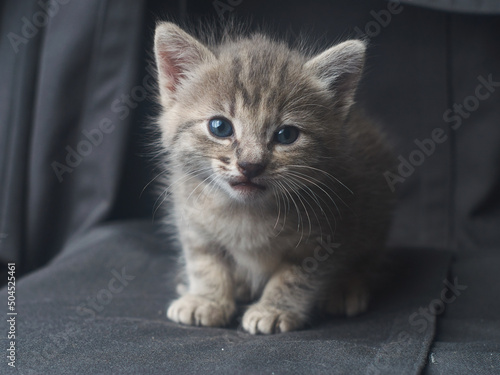 Gato gris  jugando en subido en una manta gris