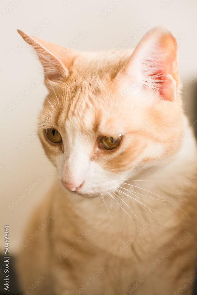 Sad cat portrait Sad cat portrait