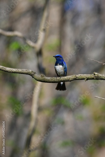 渓流や高原の森で見られる美しい青い小鳥オオルリ