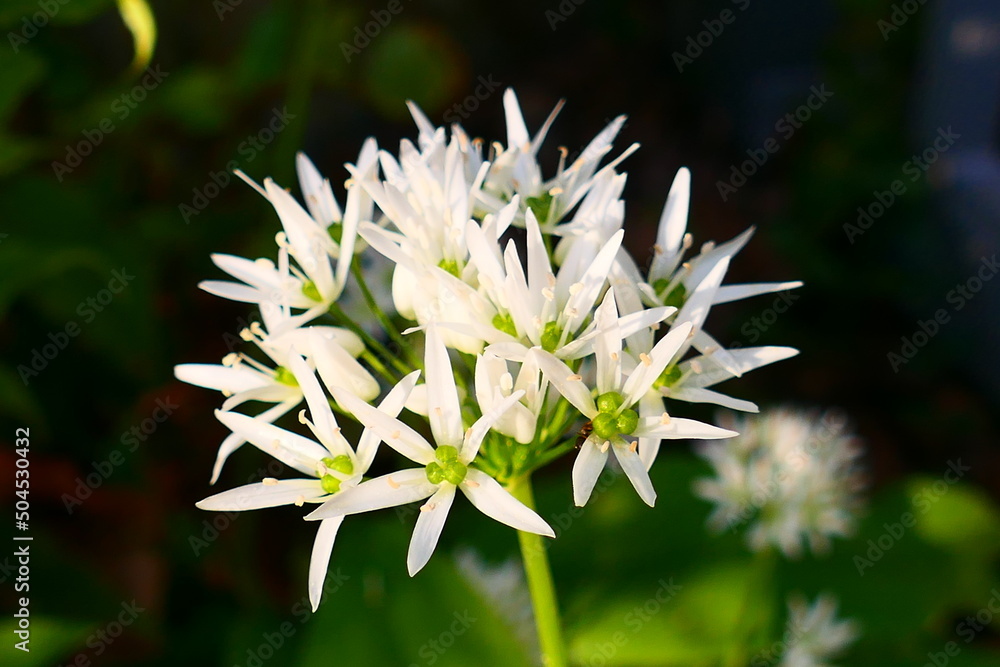 Bärlauch Blüte Bärlauch Blüte