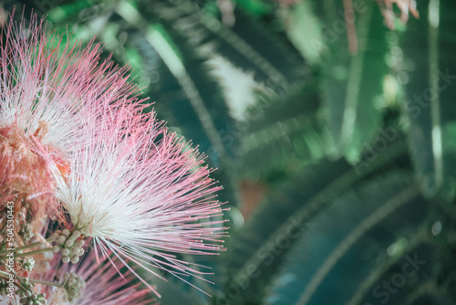 Pink flower of Lankaran acacia albizia. Albizia julibrissin on green background. Close up. Copy space. Flower backdrop. photo