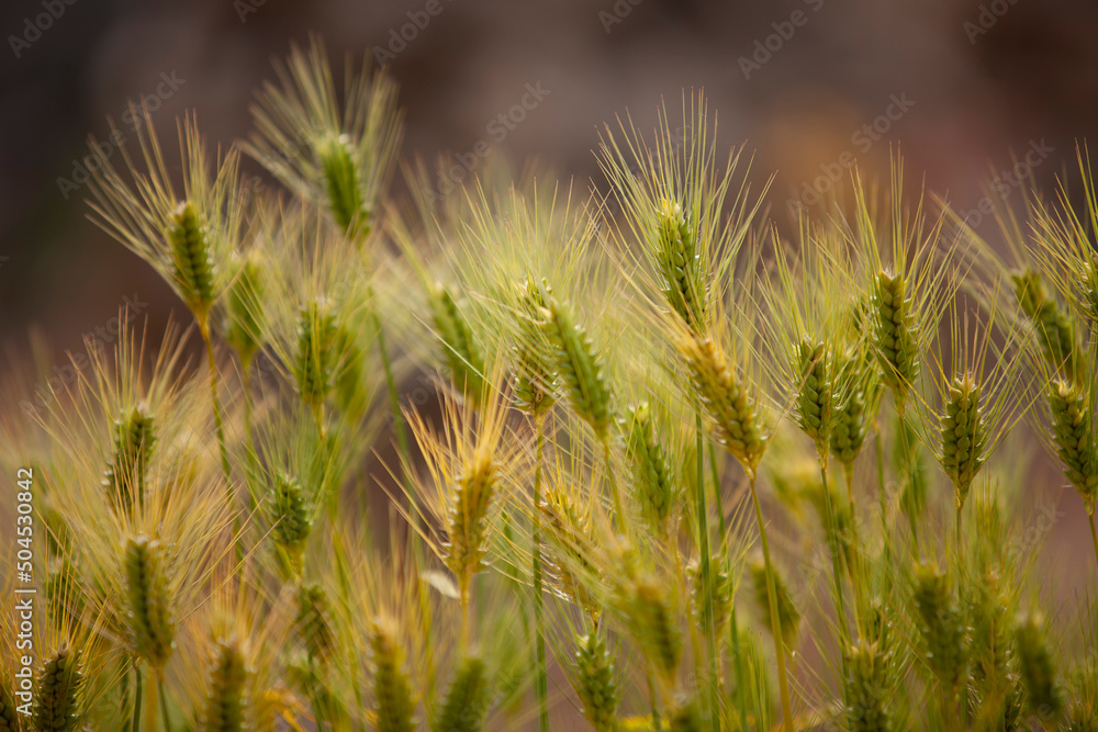 Barley Barley