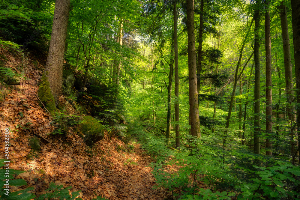 path in the forest path in the forest