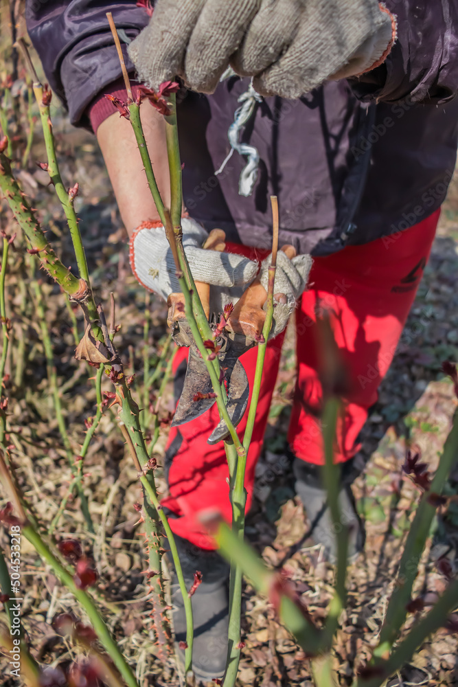 Pruning rose bushes in spring Pruning rose bushes in spring