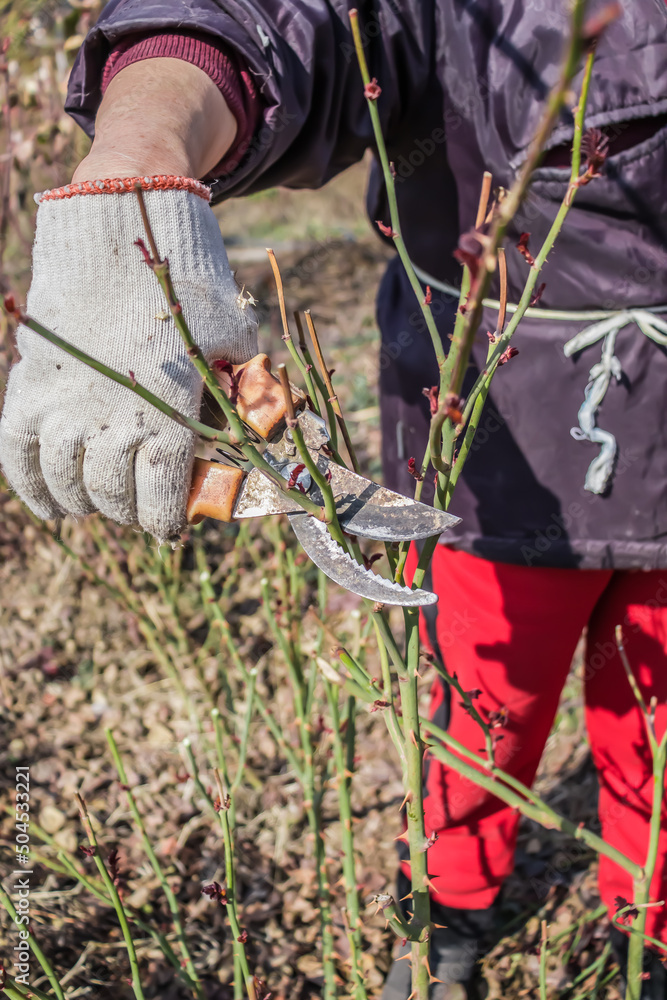 Obraz premium Pruning rose bushes in spring