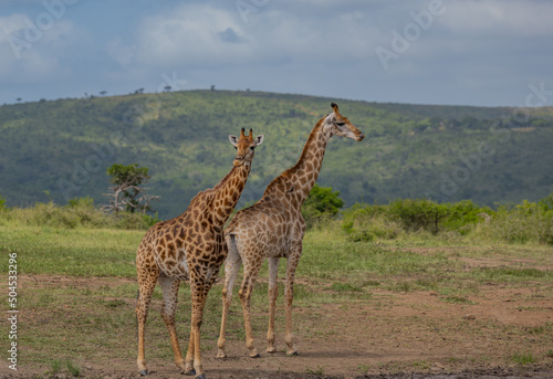 Giraffen im Naturreservat im Hluhluwe Nationalpark Südafrika