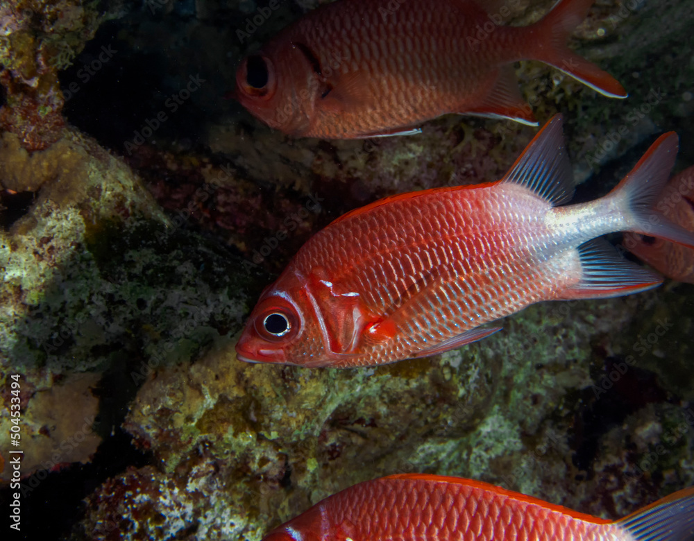 A Tailspot Squirrelfish (Sargocnetron caudimaculatum) in the Red Sea, Egypt