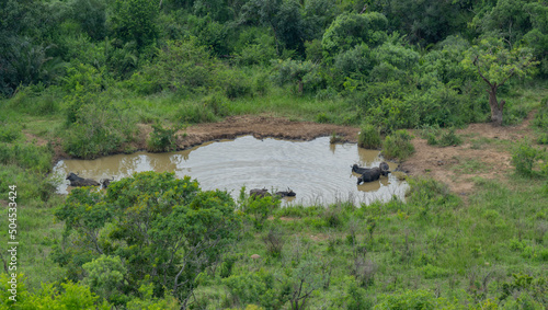 Wasserloch mit Büffel im Naturreservat Hluhluwe Nationalpark Südafrika