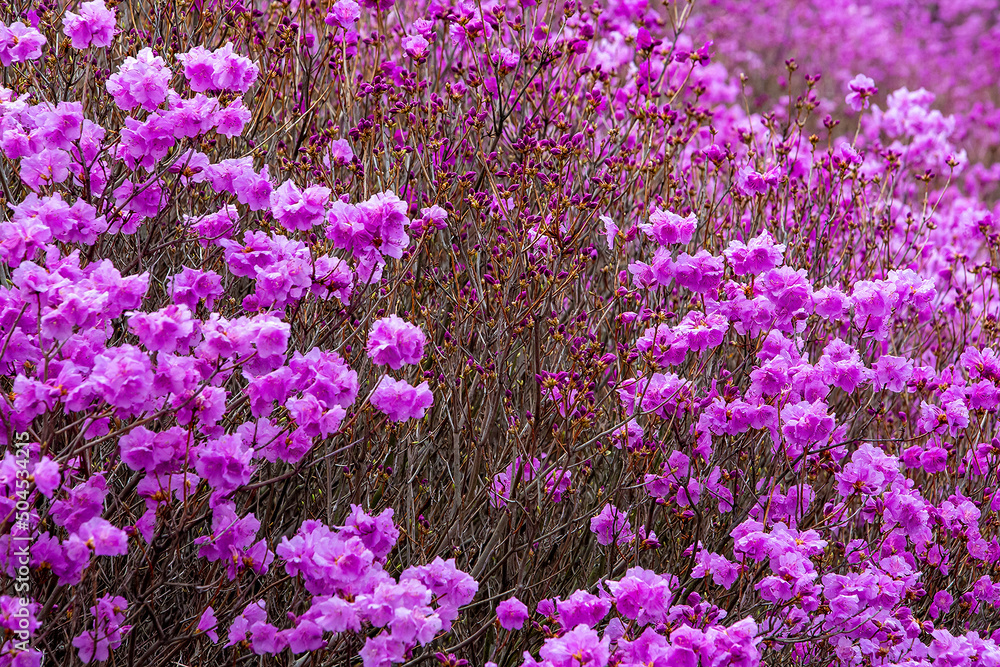 Obraz premium royal azalea