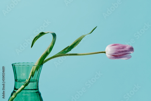 violet tulip in a greenish blue glass vase photo