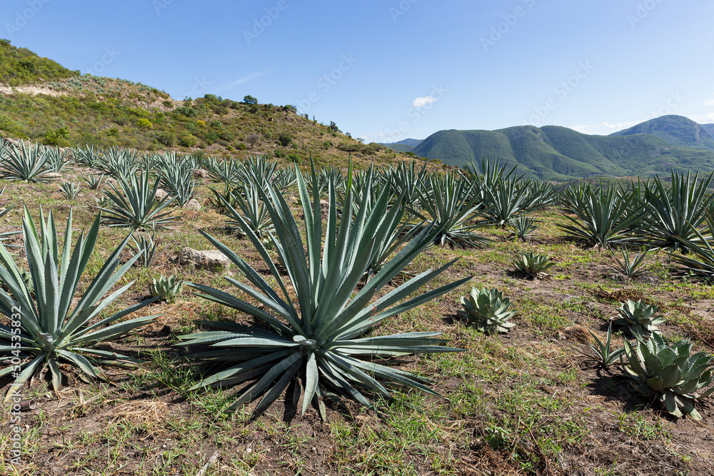 Field of different agaves for mezcal planted in the mountains Field of different agaves for mezcal planted in the mountains