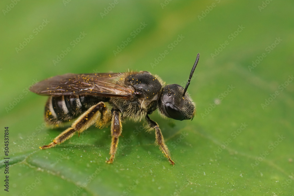 Closeup on a rare and endangered large dark colored furrow bee , Lasioglossum majus sitting on a green leaf Closeup on a rare and endangered large dark colored furrow bee , Lasioglossum majus sitting on a green leaf