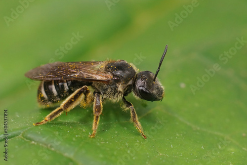 Closeup on a rare and endangered large dark colored furrow bee , Lasioglossum majus sitting on a green leaf