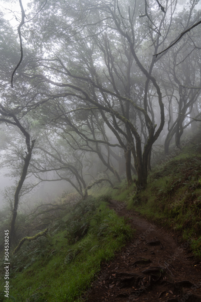 Mystery wet forest drowned in strong mist Mystery wet forest drowned in strong mist