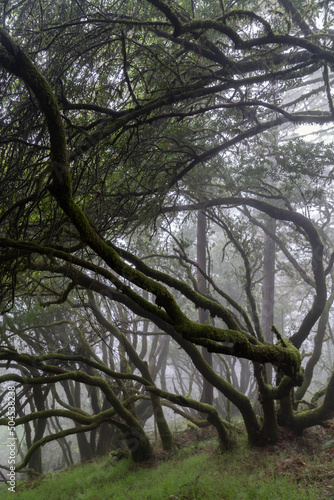 Mystery wet forest drowned in strong mist photo