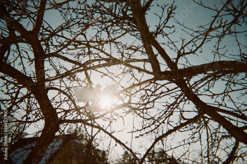 Figurine of a dove in dry branches photo