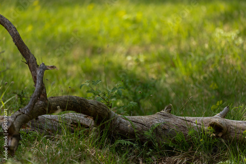 Natur Foto liegender Baum im Gras