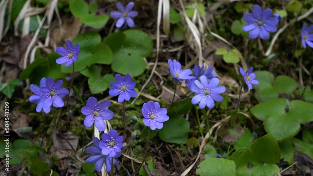 Liverwort in natural ambient on slight breeze (Hepatica nobilis) - (4K) Liverwort in natural ambient on slight breeze (Hepatica nobilis) - (4K)