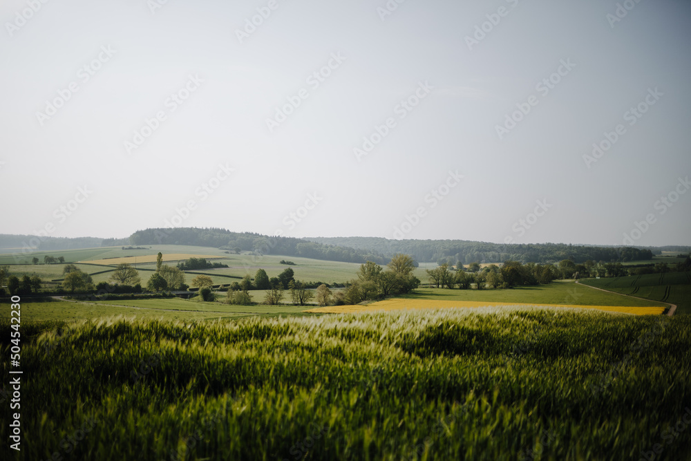 View over the wheat field in the direction of Münzenberg and Münzenberg Castle in the Wetterau region of Hesse. In between is a field of rapeseed. View over the wheat field in the direction of Münzenberg and Münzenberg Castle in the Wetterau region of Hesse. In between is a field of rapeseed.