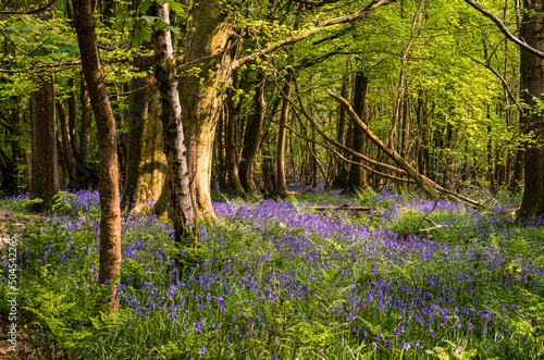 April bluebells in bloom the ancient woodland of Brede High Woods on the high weald in East Sussex south east England